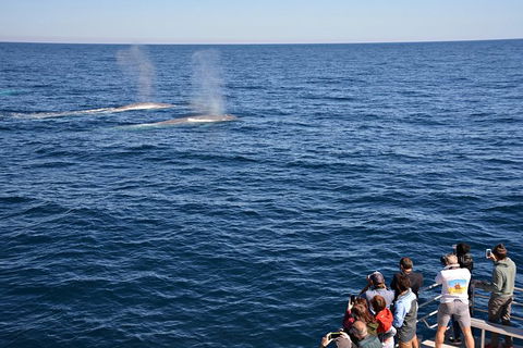 Blue Whale Perth Canyon Expedition - Hotel WA 0