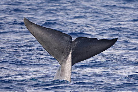 Blue Whale Perth Canyon Expedition - Hotel WA 11