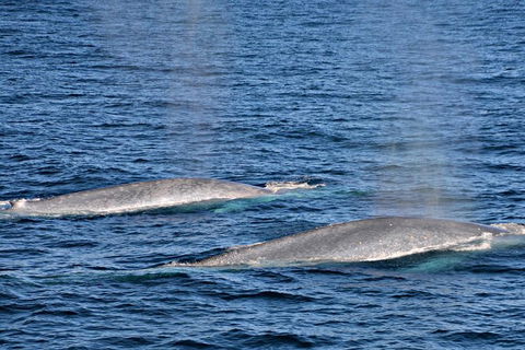 Blue Whale Perth Canyon Expedition - Hotel WA 8