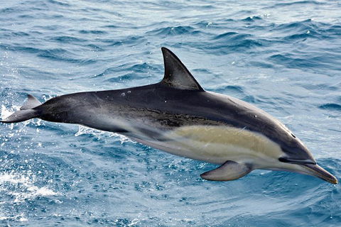 Blue Whale Perth Canyon Expedition - Hotel WA 7