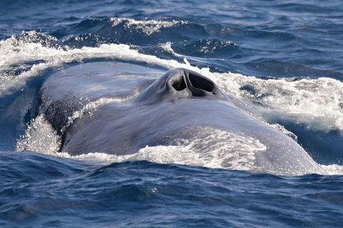 Blue Whale Perth Canyon Expedition - Hotel WA 3