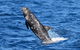 Blue Whale Perth Canyon Expedition - thumb 10