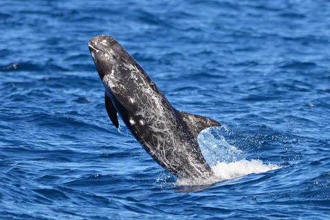 Blue Whale Perth Canyon Expedition - Hotel WA 10