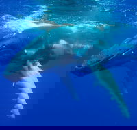 Dunsborough Whale Watching Eco Tour - Hotel WA
