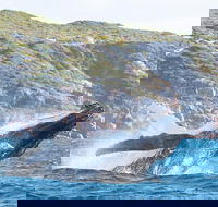 Jet Boat Whale Watching Safari from Dunsborough - Hotel WA