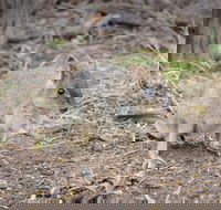 Nocturnal Wildlife Tour from Busselton or Dunsborough - Hotel WA