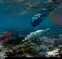 3 Night Ningaloo Reef Snorkel and Dive Getaway from Coral Bay - Hotel WA