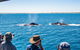 Half-Day Whale Watching Sunset Cruise From Broome - thumb 5