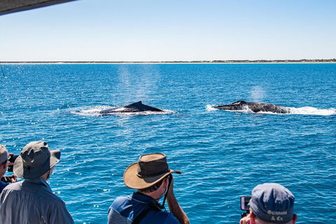 Half-Day Whale Watching Sunset Cruise From Broome - Hotel WA 5