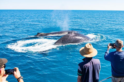Half-Day Whale Watching Sunset Cruise From Broome - Hotel WA 7
