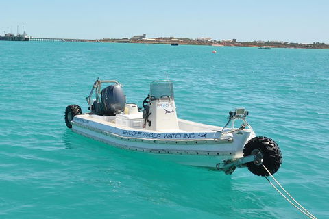 Half-Day Whale Watching Sunset Cruise From Broome - Hotel WA 4