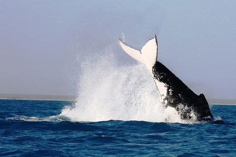 Half-Day Whale Watching Sunset Cruise From Broome - Hotel WA 6
