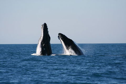 Half-Day Whale Watching Sunset Cruise From Broome - Hotel WA 3