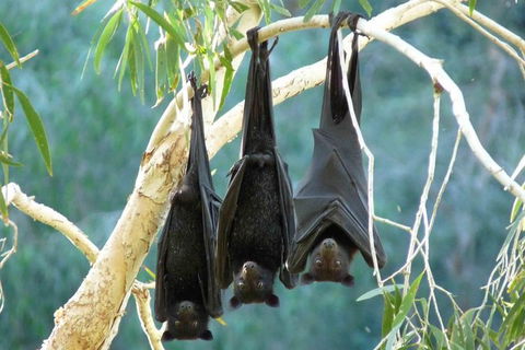 Amazing Windjana Gorge And Tunnel Creek Adventure From Broome - Hotel WA 1