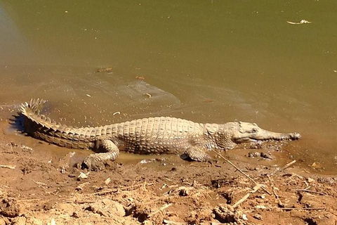 Amazing Windjana Gorge And Tunnel Creek Adventure From Broome - Hotel WA 7