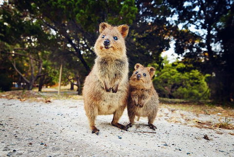 Rottnest Island All-Inclusive Grand Island Tour From Fremantle - Hotel WA 0