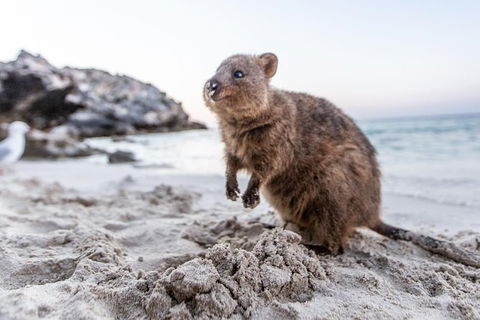 Rottnest Island All-Inclusive Grand Island Tour From Fremantle - Hotel WA 3