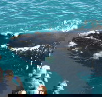 Augusta Whale Watching Eco Tour - Hotel WA