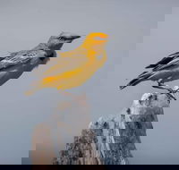 Lake Argyle Birdwatching Charter - Hotel WA