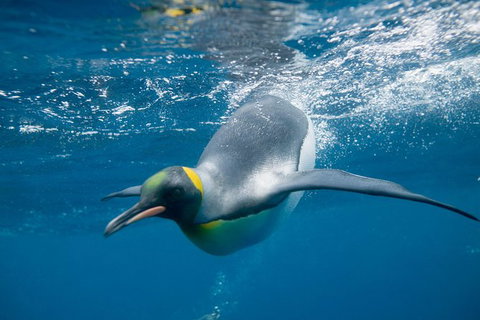 Penguin Passport At SEA LIFE Melbourne Aquarium - Hotel WA 1