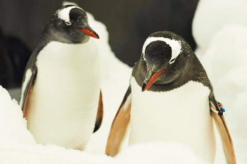 Penguin Passport At SEA LIFE Melbourne Aquarium - Hotel WA 6