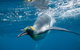 Penguin Passport At SEA LIFE Melbourne Aquarium - thumb 3