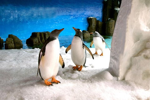 Penguin Passport At SEA LIFE Melbourne Aquarium - Hotel WA 5