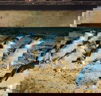 Half Day Phillip Island Penguin Parade PLUS Tour - Hotel WA