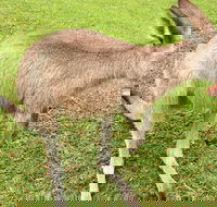 2 Day Exclusively Private Tour Of Phillip Island  The Penguin Parade - Hotel WA