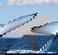 Phillip Island Whale Watching Tour - Hotel WA