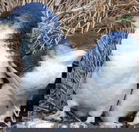 Day Tour of Phillip Island Nature Parks  Penguins - Hotel WA