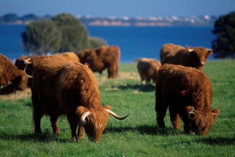 Phillip Island Churchill Island Heritage Farm: Entry Ticket - Hotel WA 1
