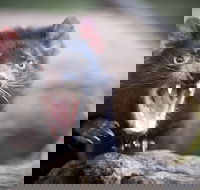 Port Arthur and Tassie Devils Active Day Tour from Hobart - Hotel WA