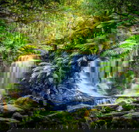 Day Tour in Mt. Field Mt. Wellington Bonorong Wildlife Sanctuary and Richmond - Hotel WA