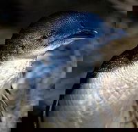 Bonnet Island Experience departing from Strahan - Hotel WA