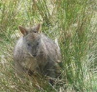 Leven Canyon Day Trip Including Wings Wildlife Park or Gunns Plains Caves from Devonport Ulverstone or Burnie - Hotel WA