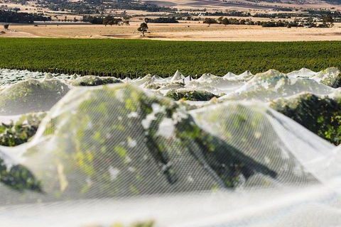 A Sommelier Guided Tour: Thursday Afternoon Wine Gin Cheese & Cocktails - Hotel WA 5