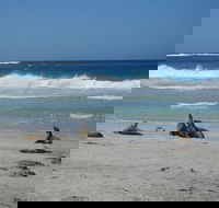 Kangaroo Island in a Day Tour from Adelaide - Hotel WA