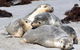 Small-Group Kangaroo Island 4WD Tour From Adelaide - thumb 8