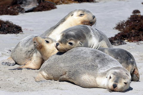 Small-Group Kangaroo Island 4WD Tour From Adelaide - Hotel WA 8