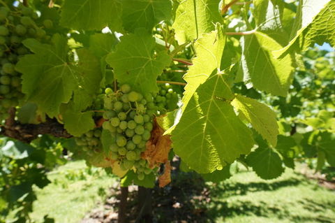 Barossa Valley With Hahndorf Tour From Adelaide - Hotel WA 4