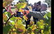 Barossa Valley Via Hahndorf ( Historical German Village ) Inc Maggie Beers Farm - thumb 4