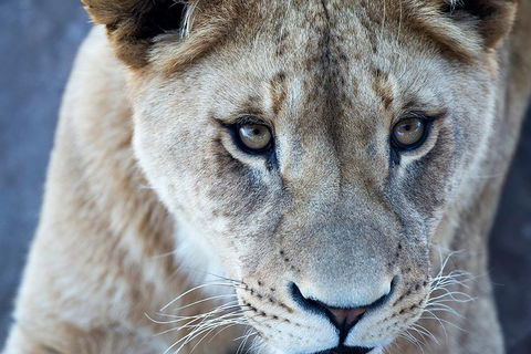 Lions At Bedtime And A Day At Monarto Safari Park - Hotel WA 1