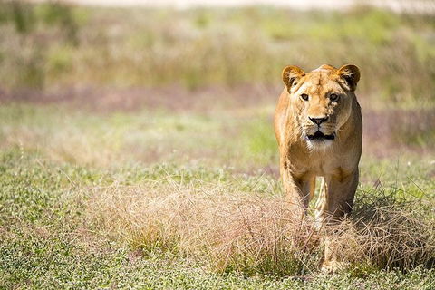 Lions At Bedtime And A Day At Monarto Safari Park - Hotel WA 0