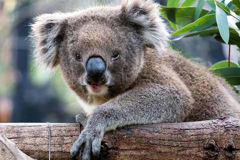 Adelaide Zoo Behind The Scenes Experience: Koala Encounter - Hotel WA 1