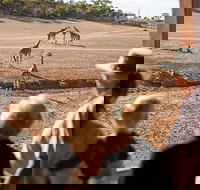 Monarto Safari Park General Admission Ticket - Hotel WA