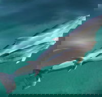 Dolphin Cruise from Adelaide with Optional Dolphin Swim - Hotel WA
