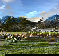 Alpaca Farm 2 hour Tour - Hotel WA