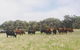 Waitpinga Farm Quad-Bike Tour - thumb 0