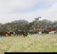 Waitpinga Farm Quad-Bike Tour - Hotel WA